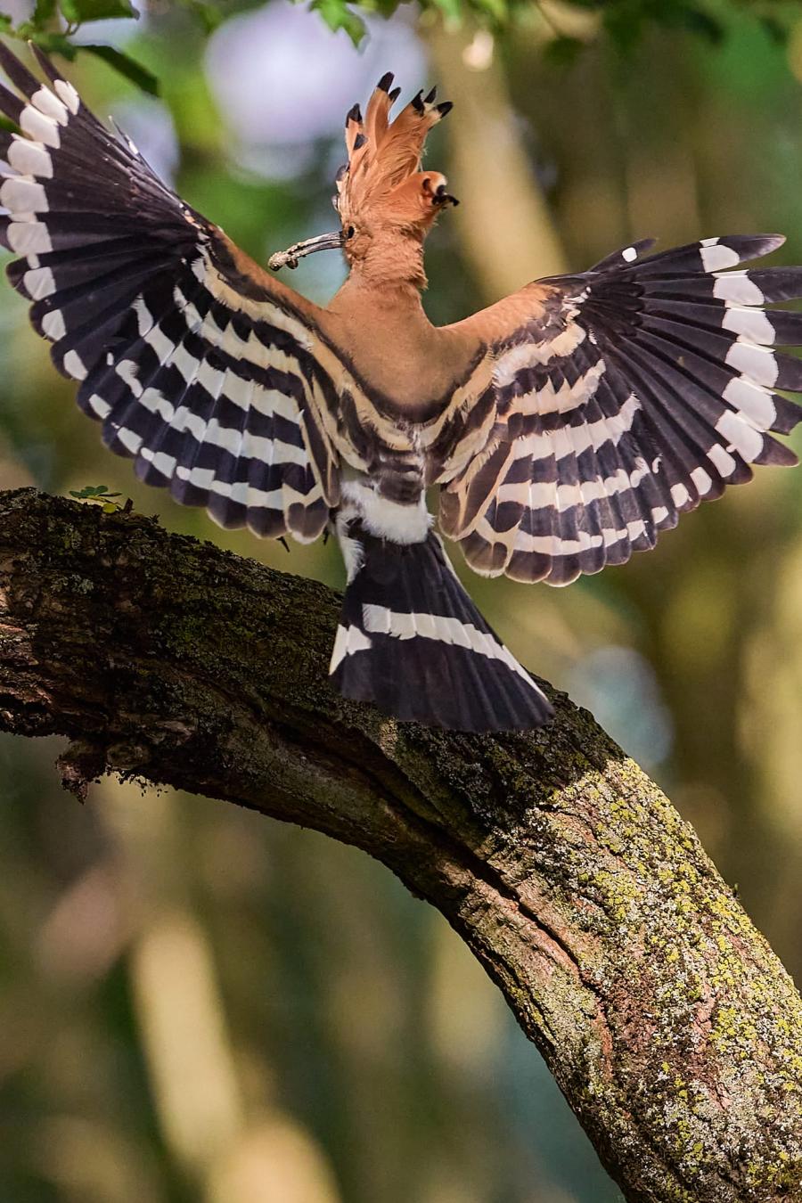 Eurasian hoopoe (upupa epops)