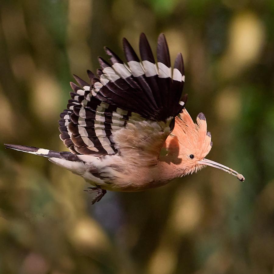 Eurasian hoopoe (upupa epops)