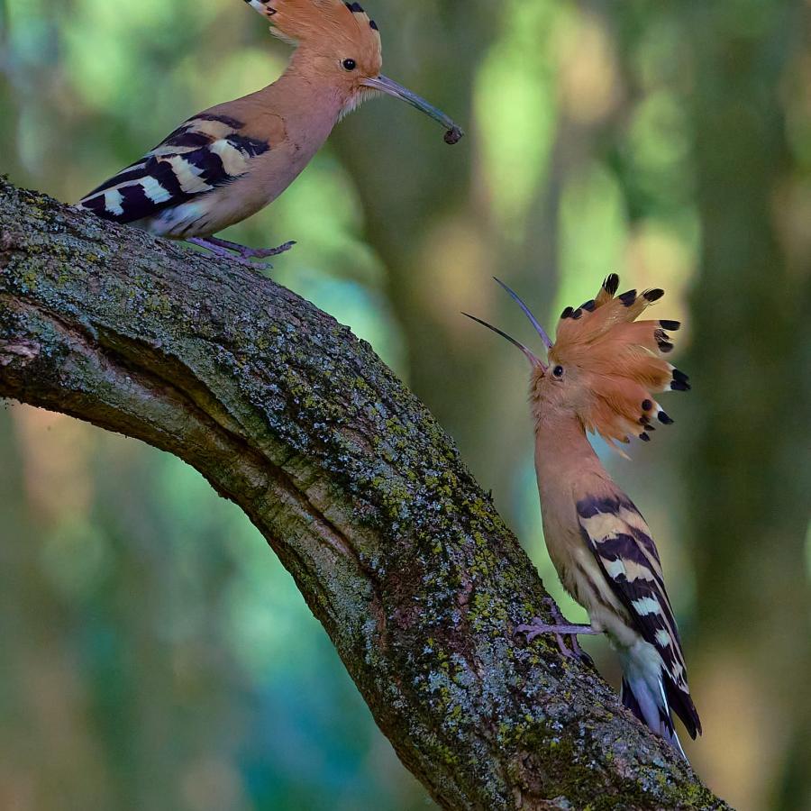 Eurasian hoopoe (upupa epops)