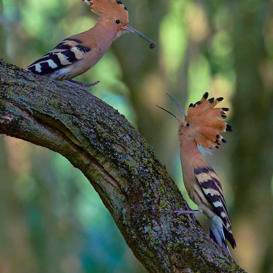 Eurasian hoopoe (upupa epops)