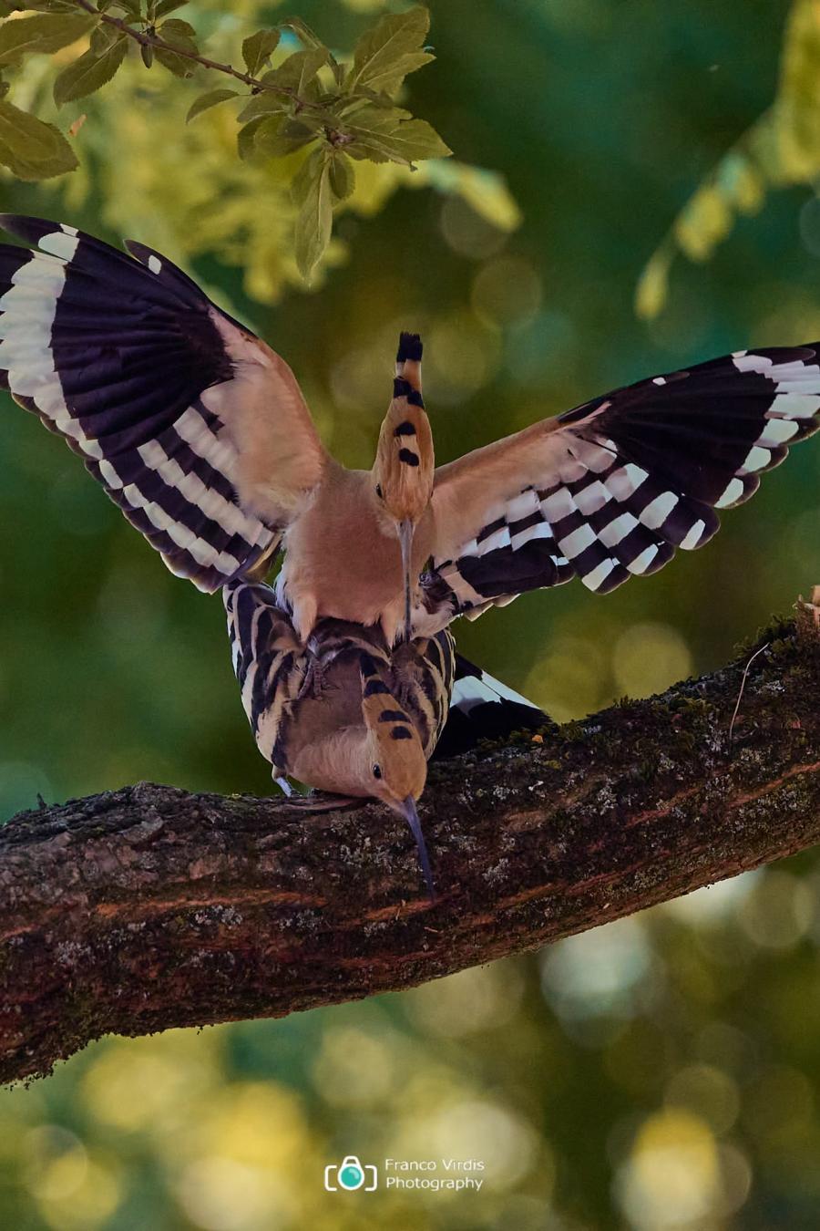 Eurasian hoopoe (upupa epops)