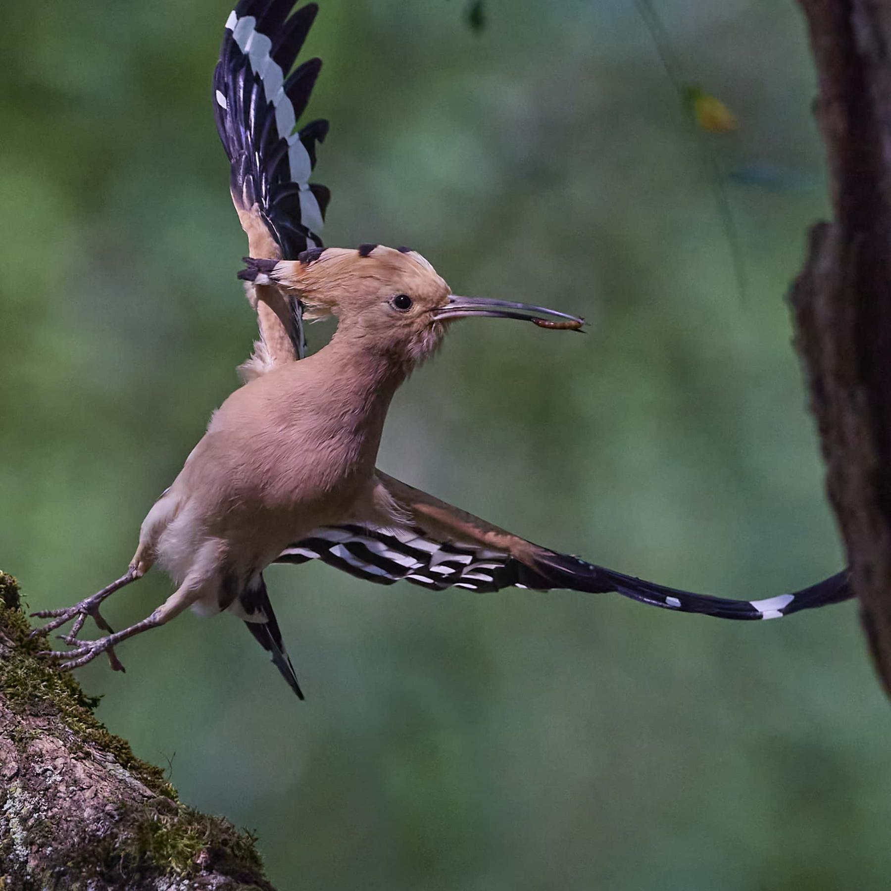 Eurasian hoopoe (upupa epops)