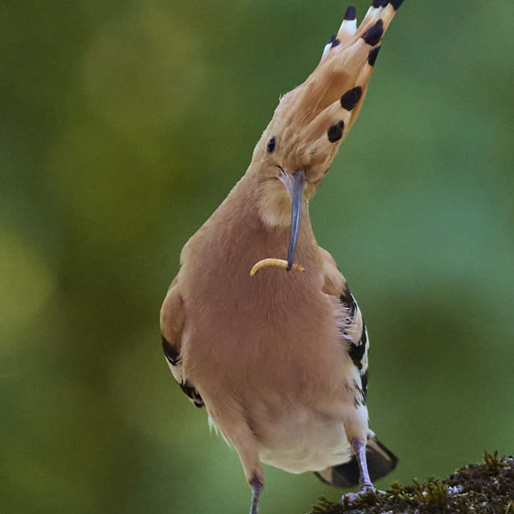 Eurasian hoopoe (upupa epops)