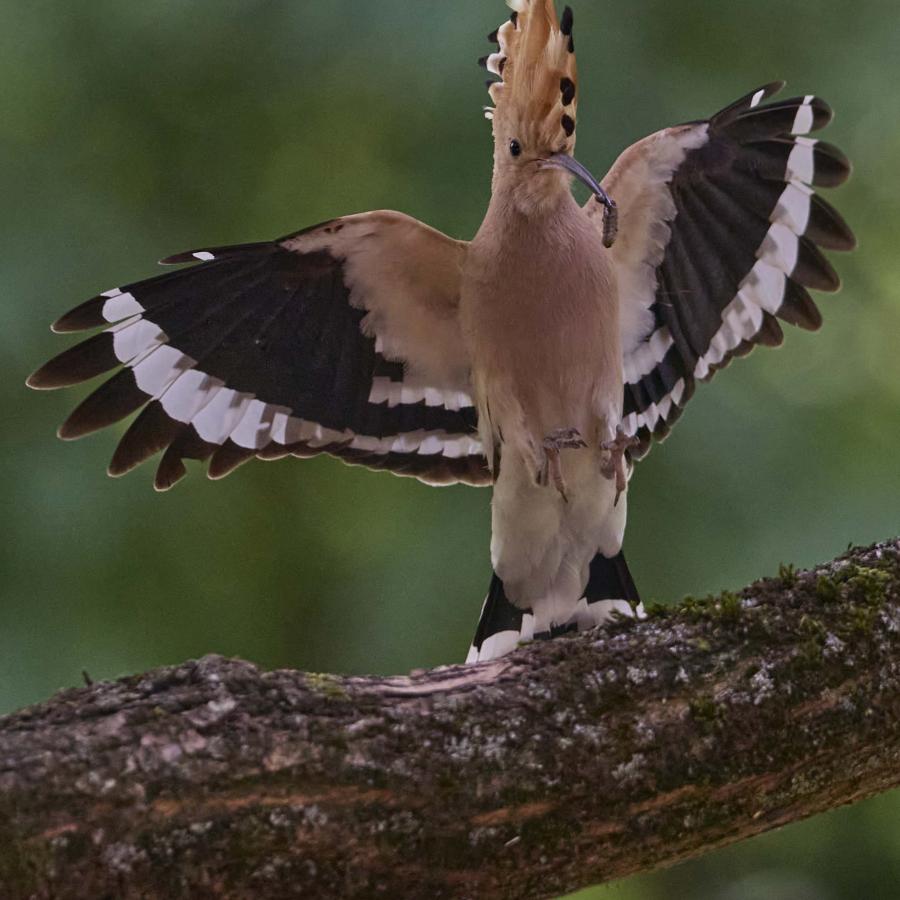 Eurasian hoopoe (upupa epops)