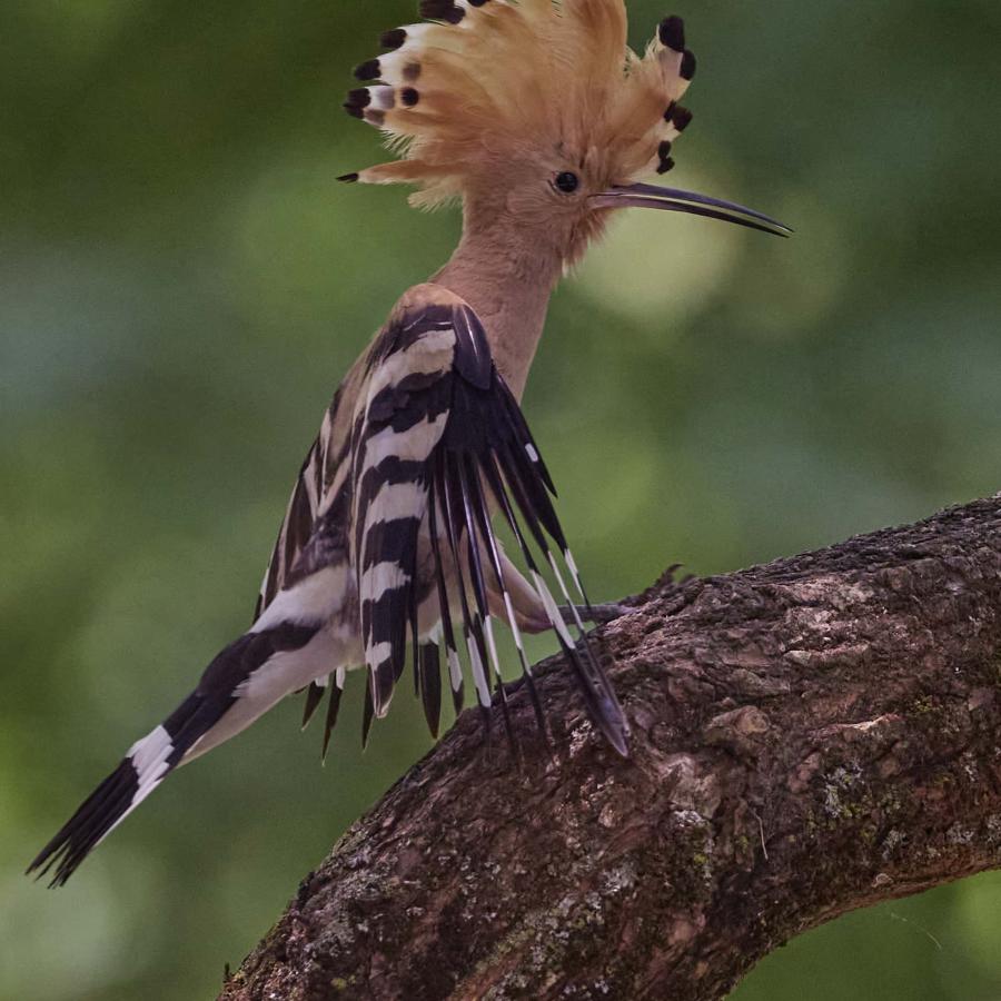 Eurasian hoopoe (upupa epops)