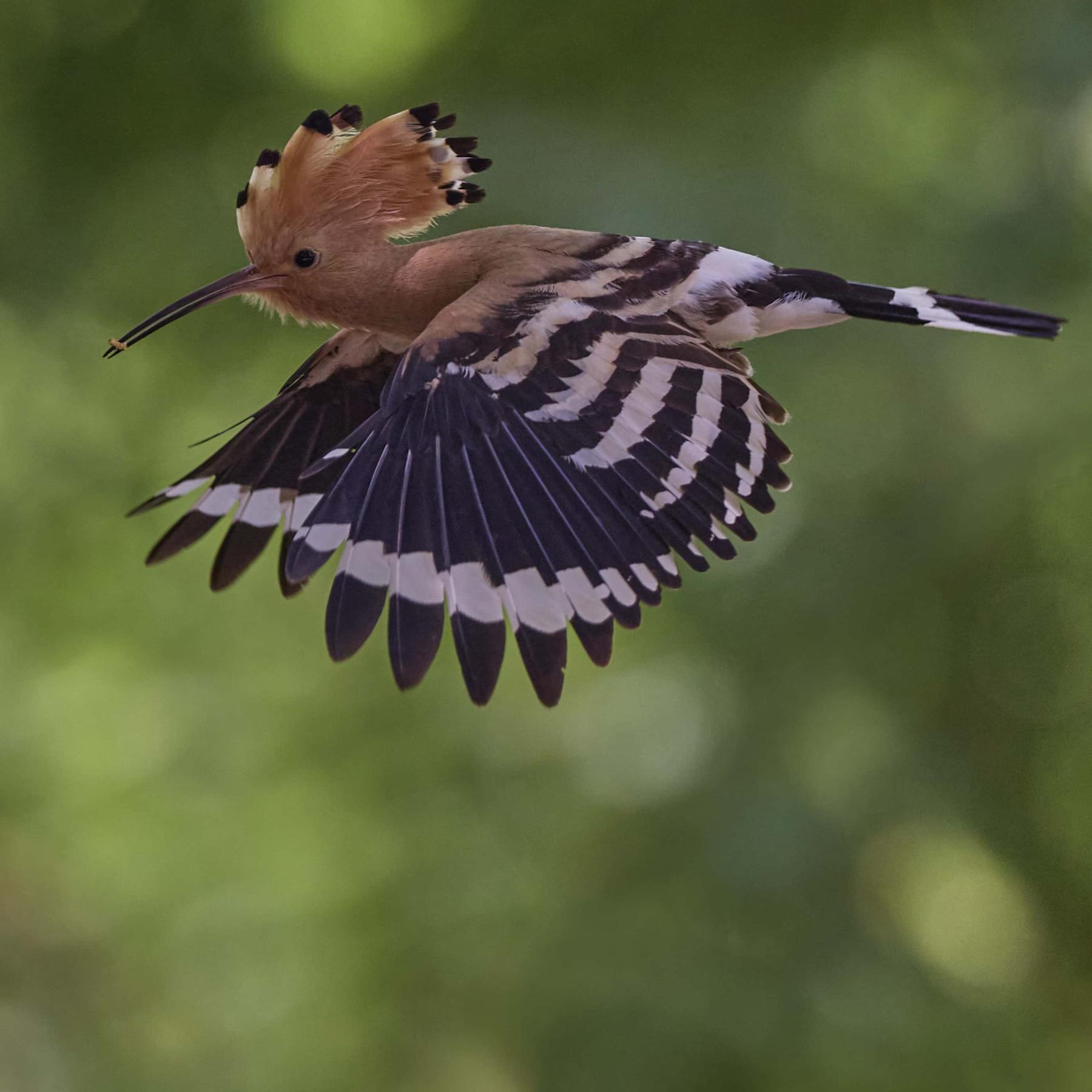 Eurasian hoopoe (upupa epops)
