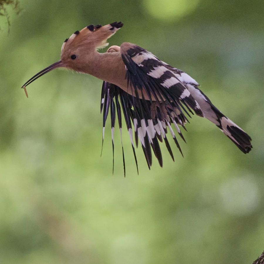 Eurasian hoopoe (upupa epops)
