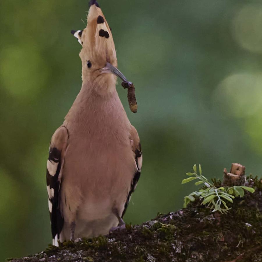 Eurasian hoopoe (upupa epops)