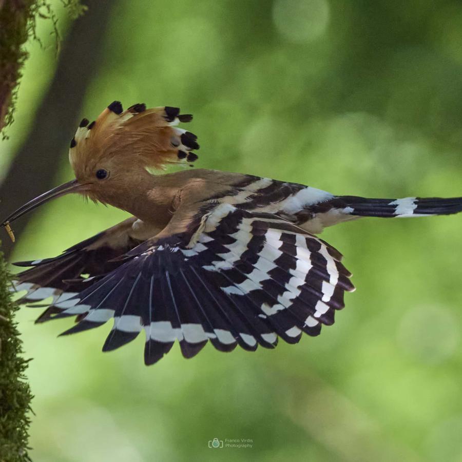 Eurasian hoopoe (upupa epops)
