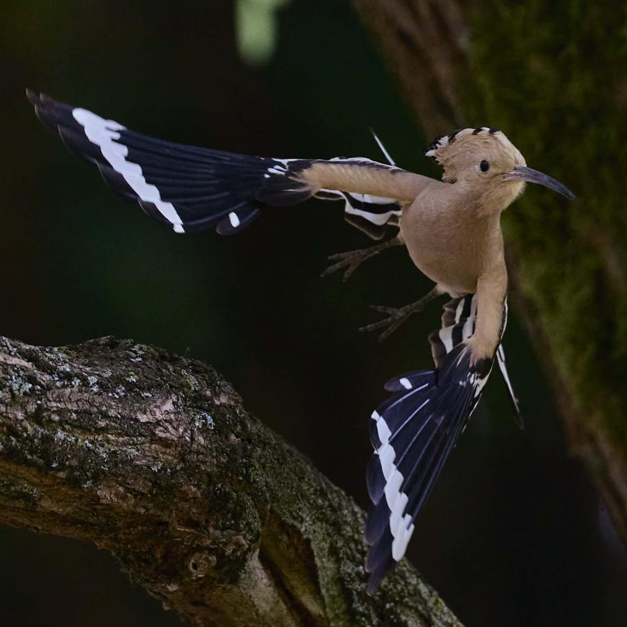 Eurasian hoopoe (upupa epops)