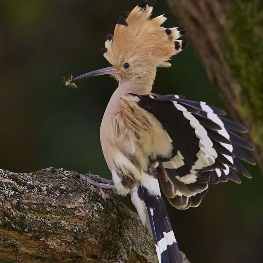 Eurasian hoopoe (upupa epops)