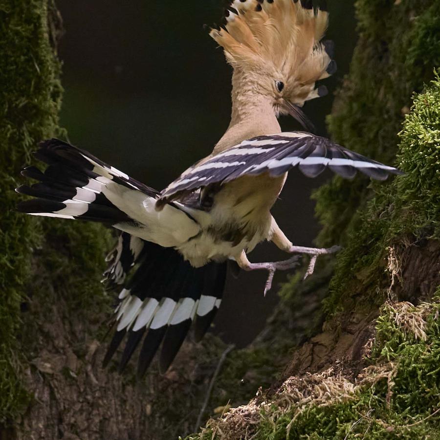 Eurasian hoopoe (upupa epops)