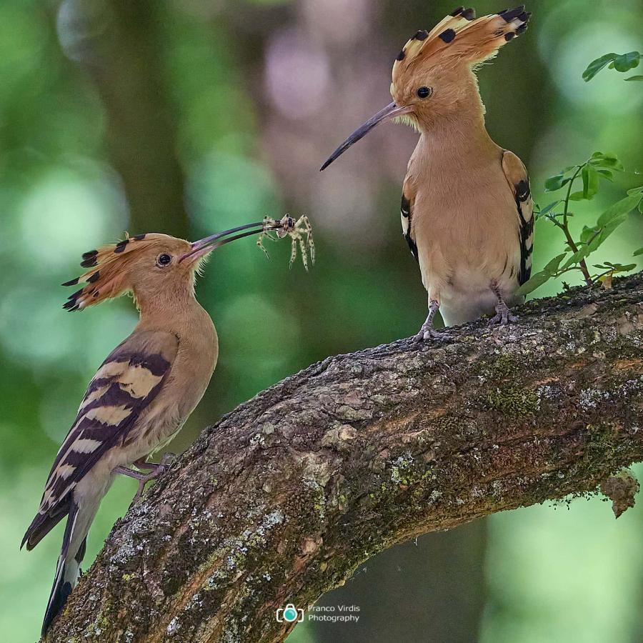 Eurasian hoopoe