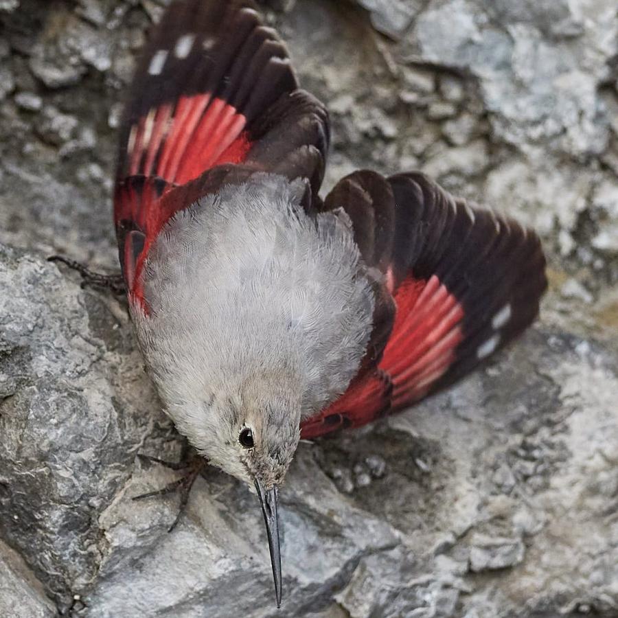 Wallclebecker (Tichodroma Muraria)