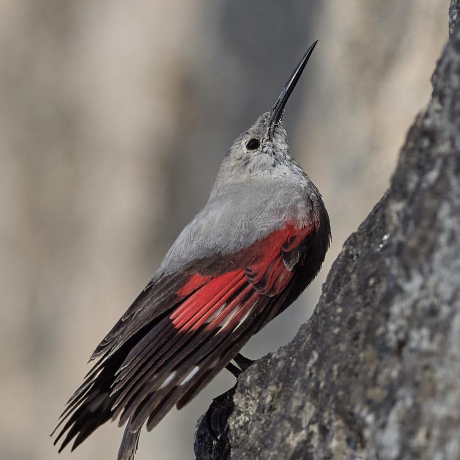 Wallclebecker (Tichodroma Muraria)