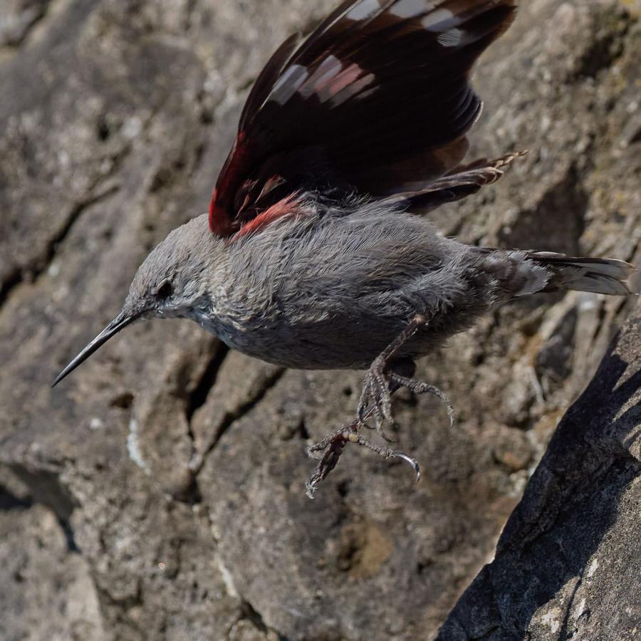Wallclebecker (Tichodroma Muraria)