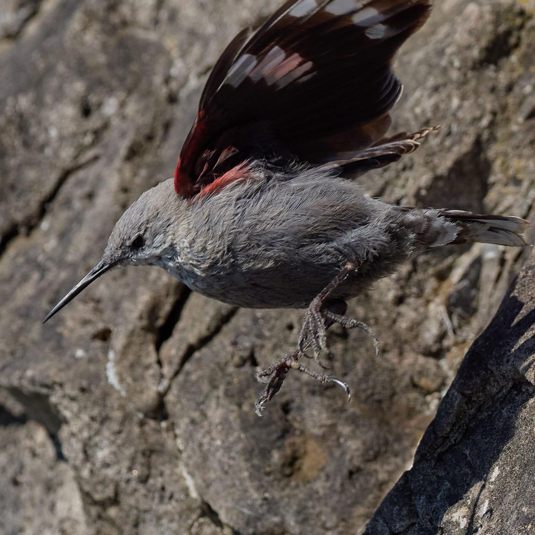 Wallclebecker (Tichodroma Muraria)