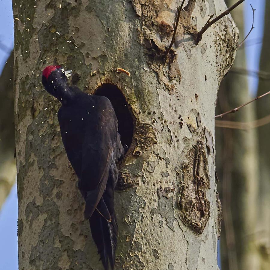 Black Woodpecker (Dryocopus Martius)