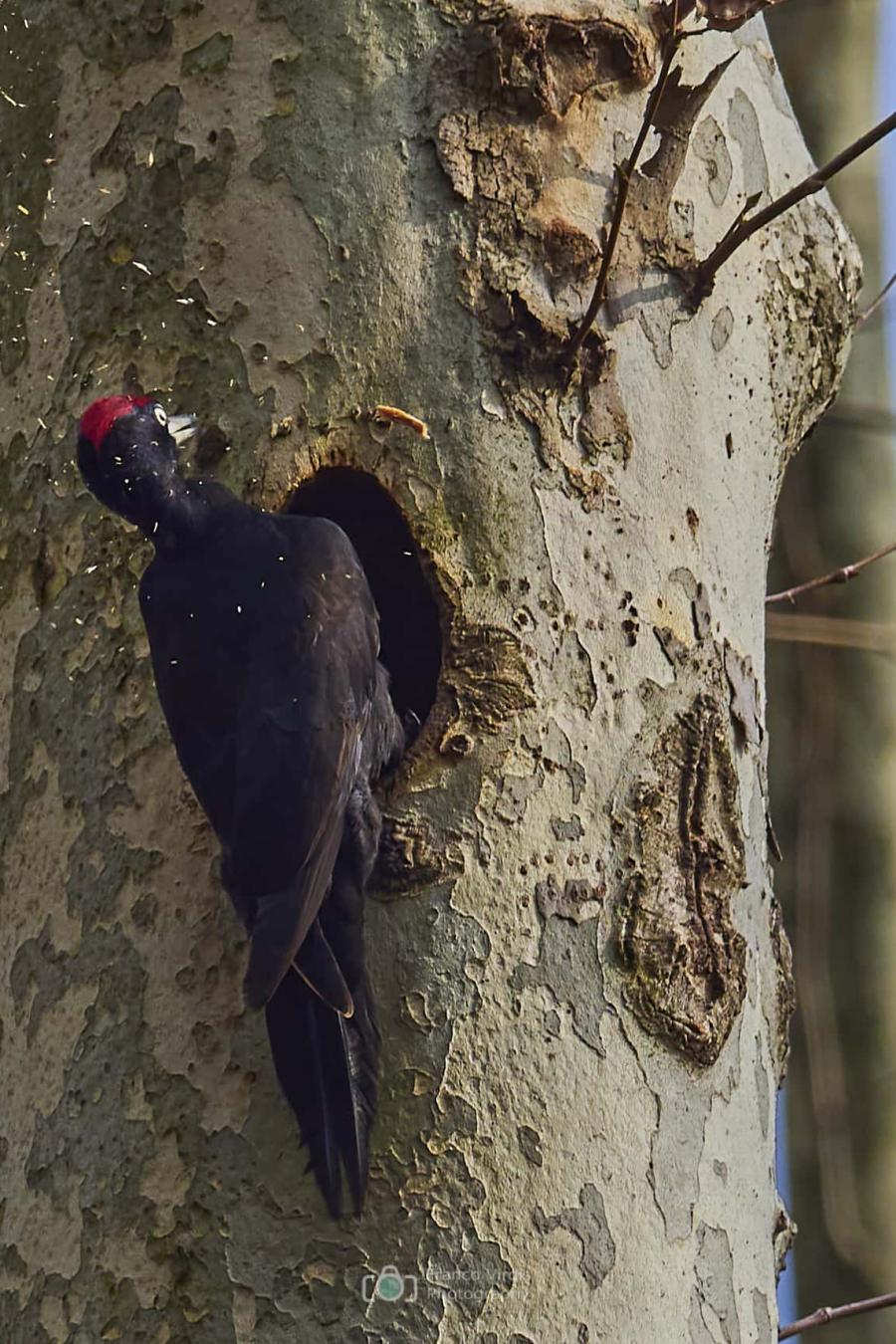 Black Woodpecker (Dryocopus Martius)
