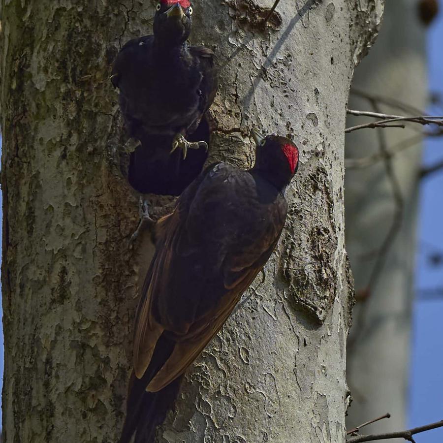 Black Woodpecker (Dryocopus Martius)