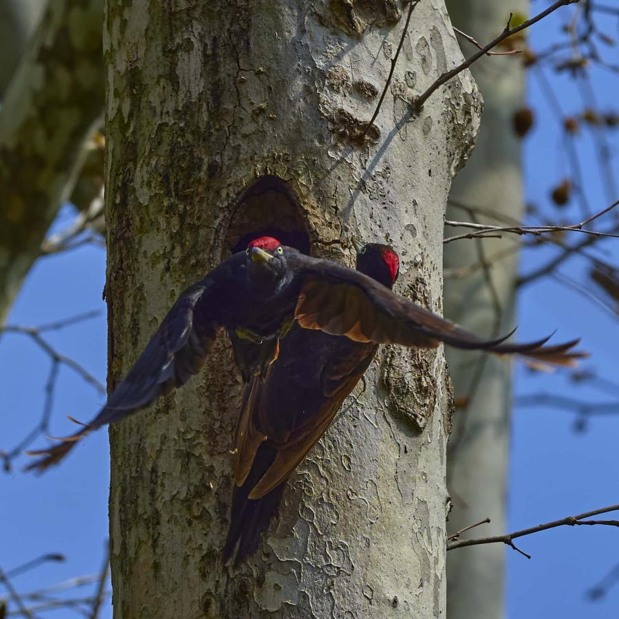 Black Woodpecker (Dryocopus Martius)