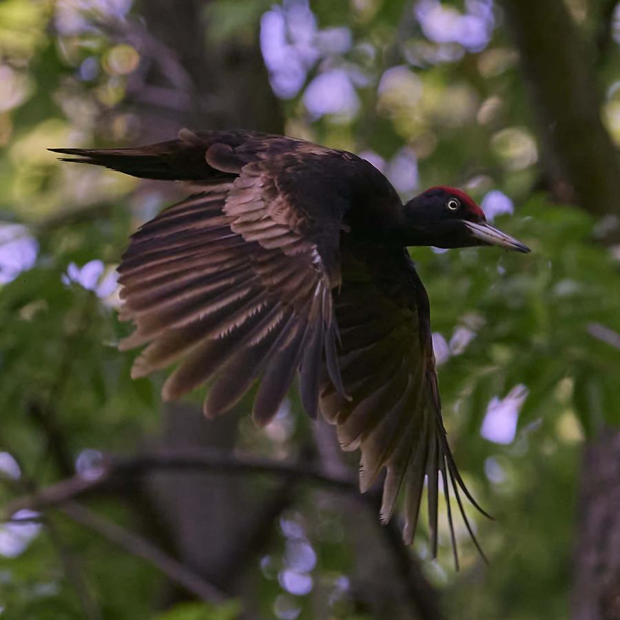 Black Woodpecker (Dryocopus Martius)