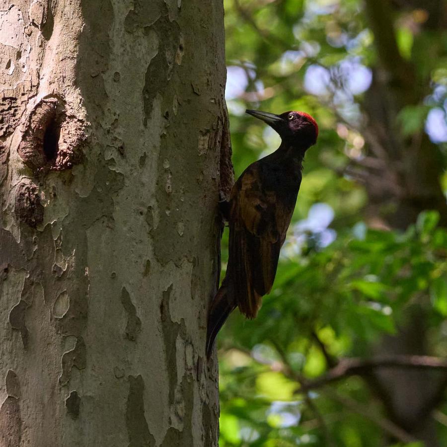 Black Woodpecker (Dryocopus Martius)