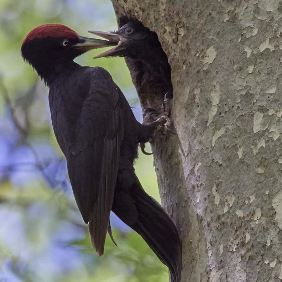 Black Woodpecker (Dryocopus Martius)