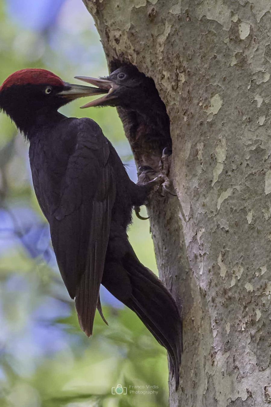Black Woodpecker (Dryocopus Martius)