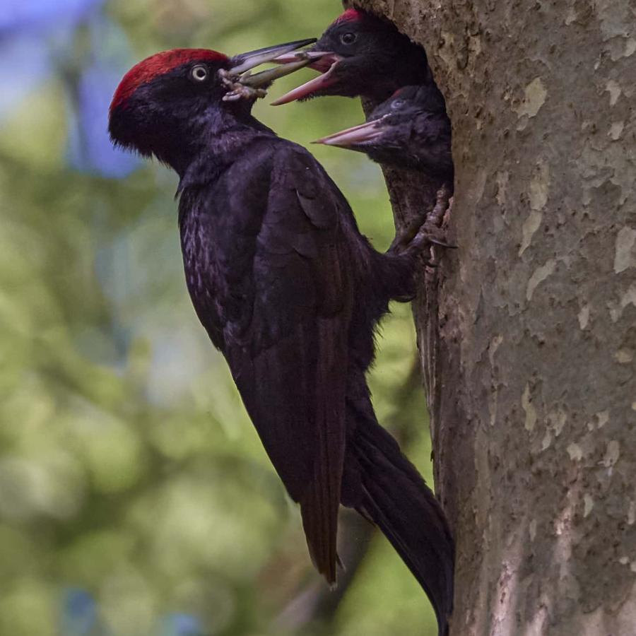 Black Woodpecker (Dryocopus Martius)