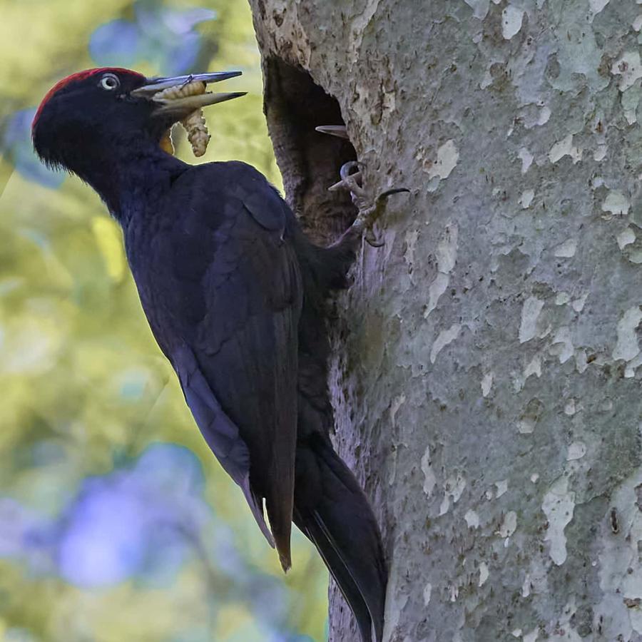 Black Woodpecker (Dryocopus Martius)