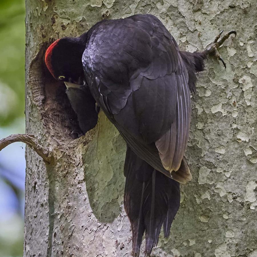 Black Woodpecker (Dryocopus Martius)