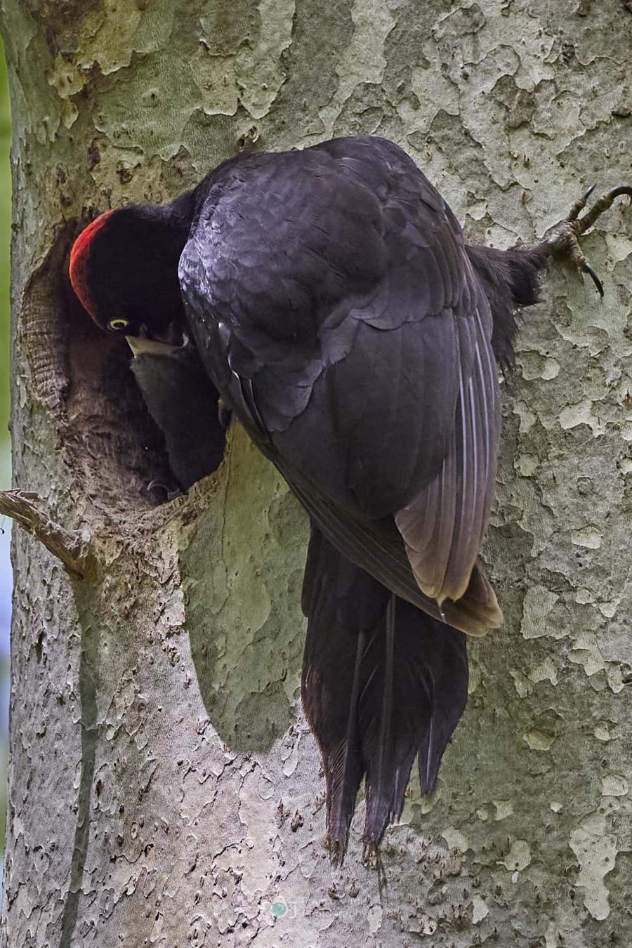 Black Woodpecker (Dryocopus Martius)