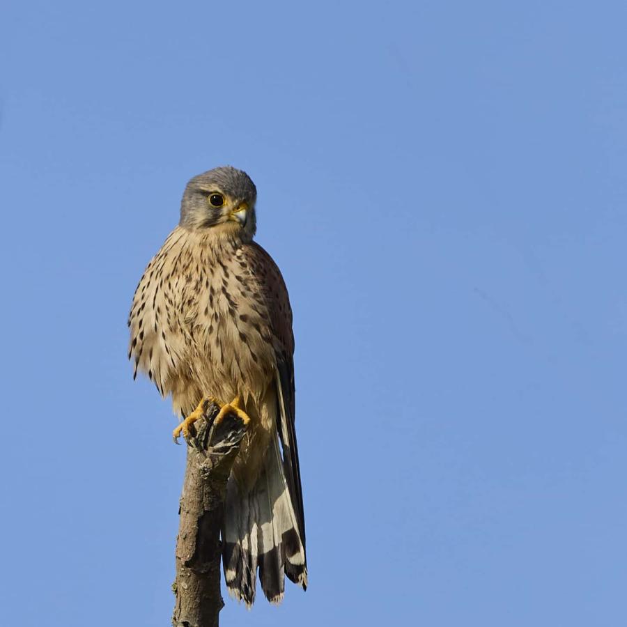 Kestrel (falco tinnunculus)