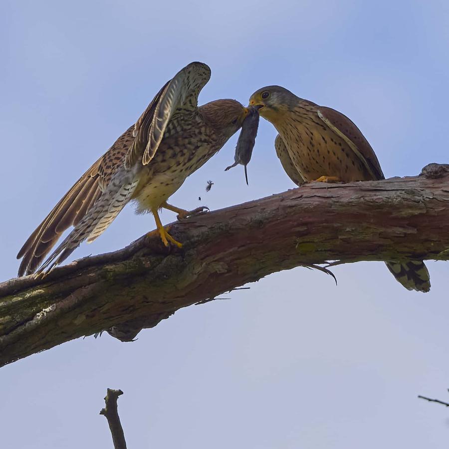 Kestrel (falco tinnunculus)