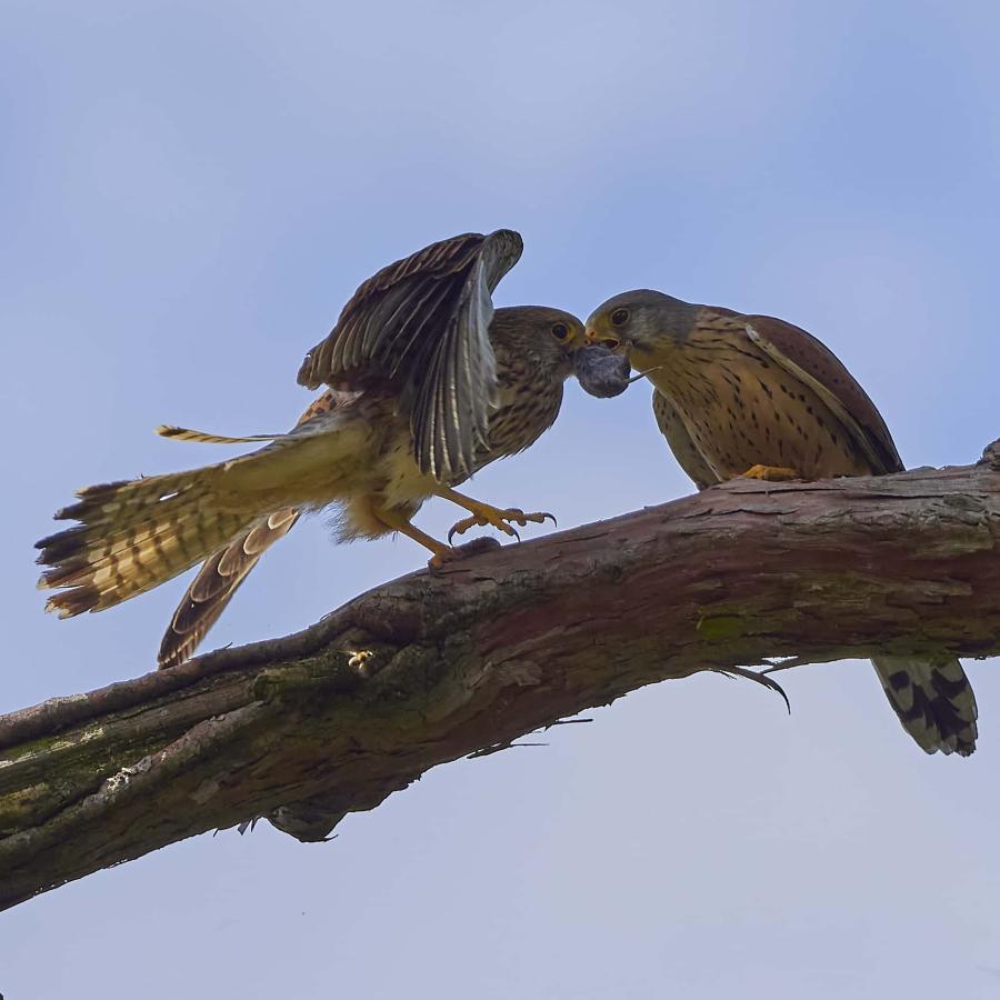Kestrel (falco tinnunculus)