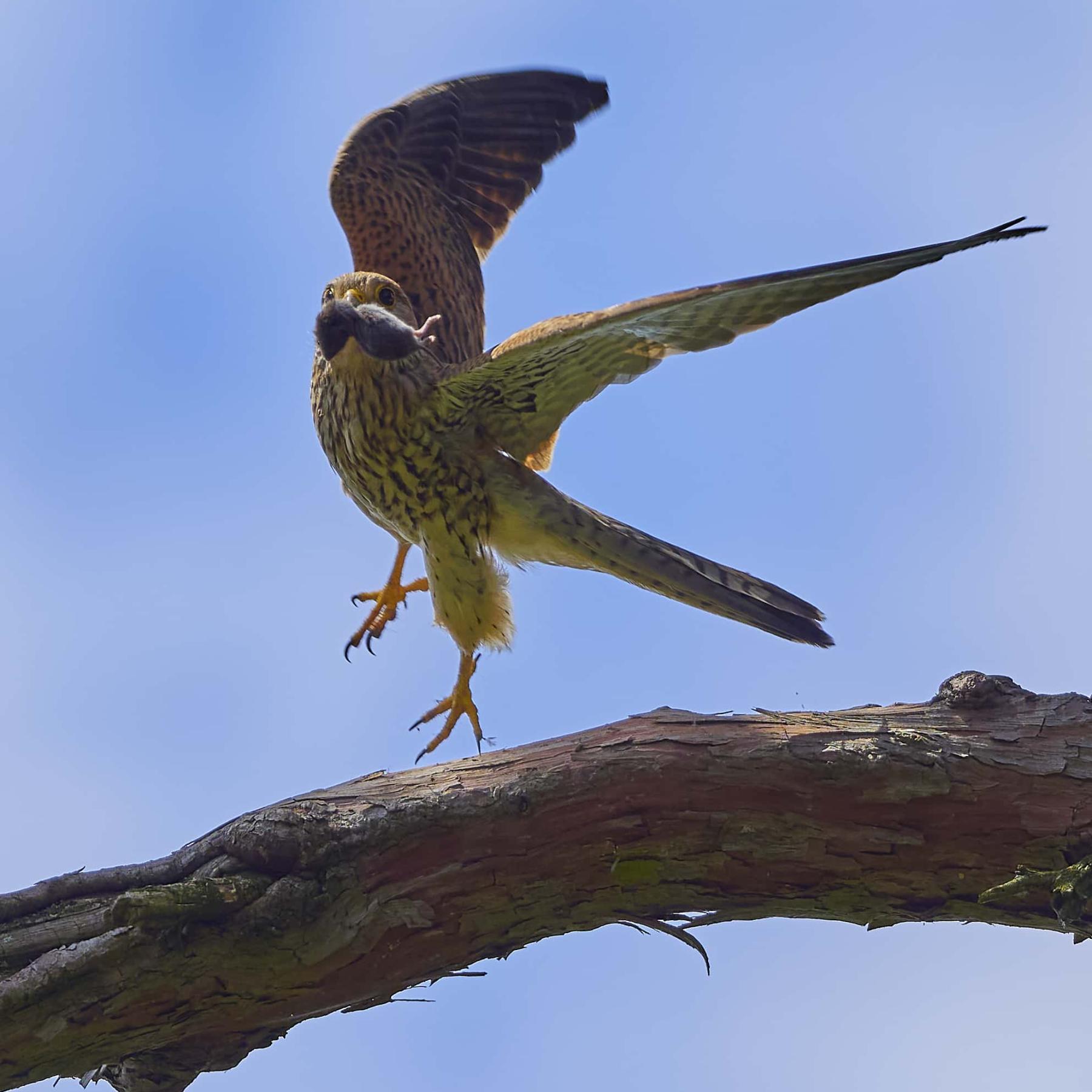 Kestrel (falco tinnunculus)