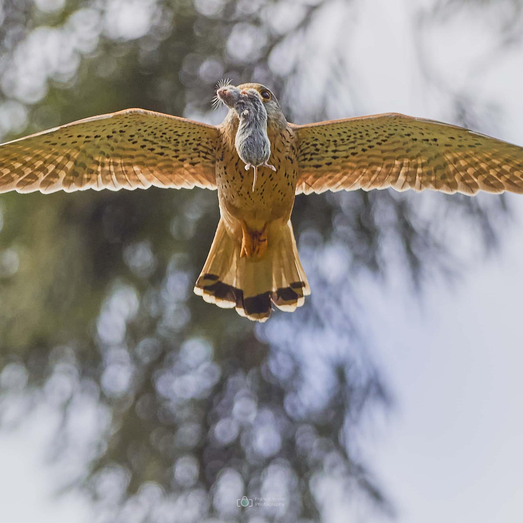 Kestrel (falco tinnunculus)