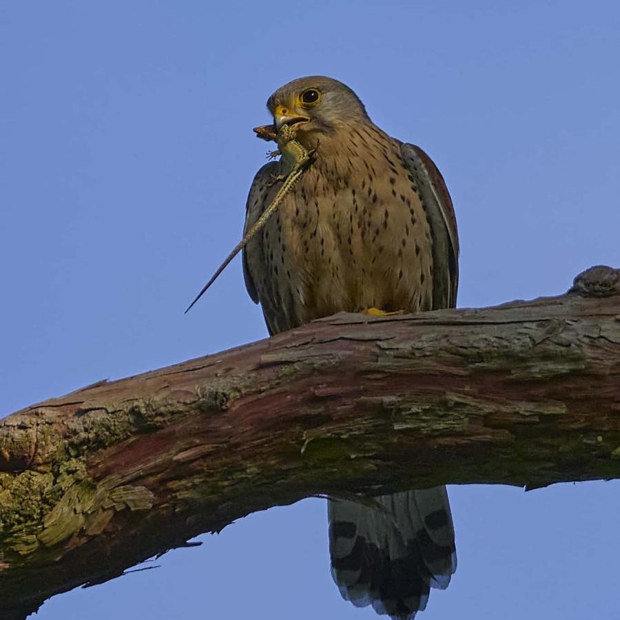 Kestrel (falco tinnunculus)