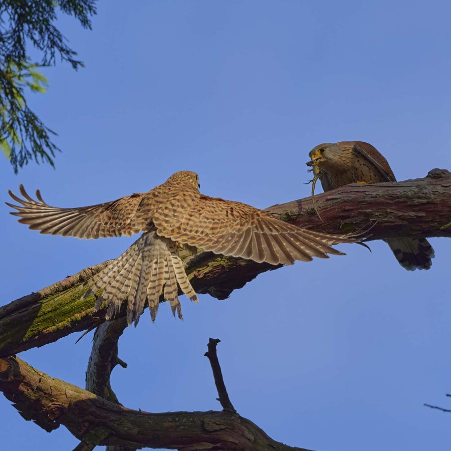 Kestrel (falco tinnunculus)
