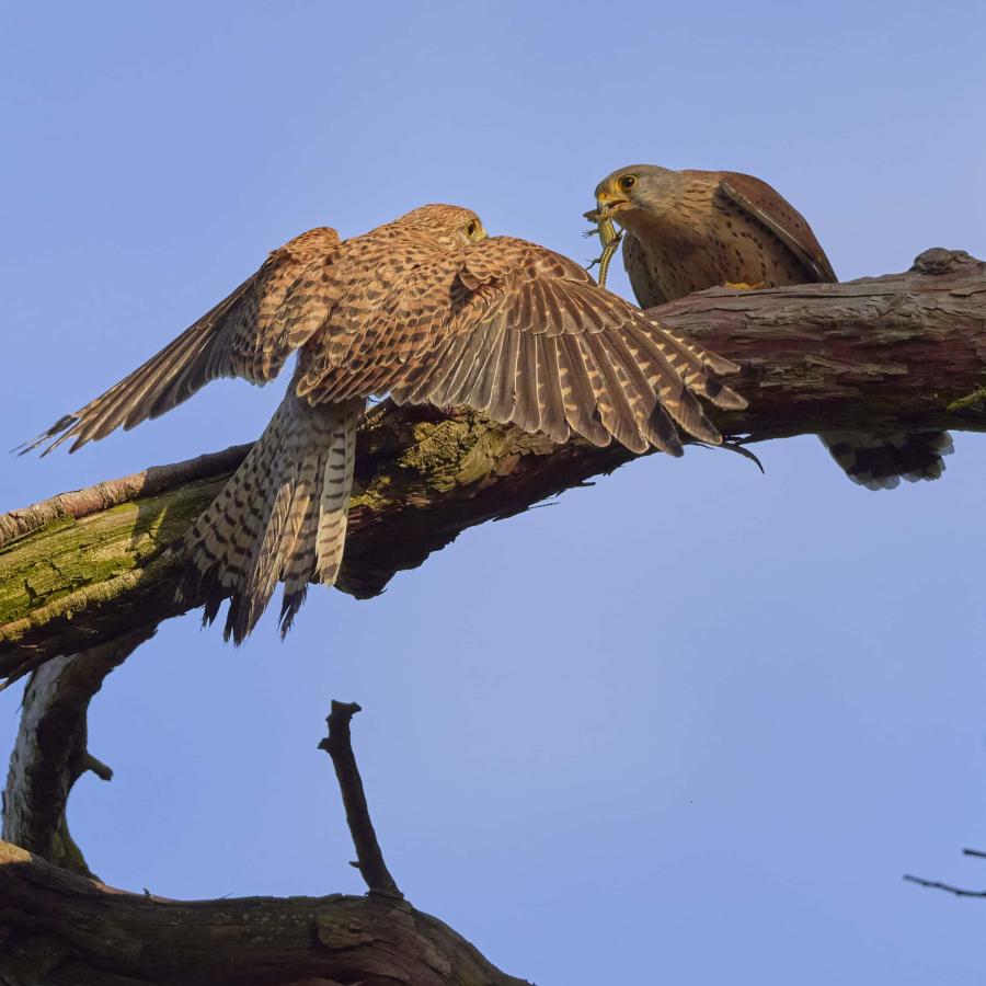 Kestrel (falco tinnunculus)