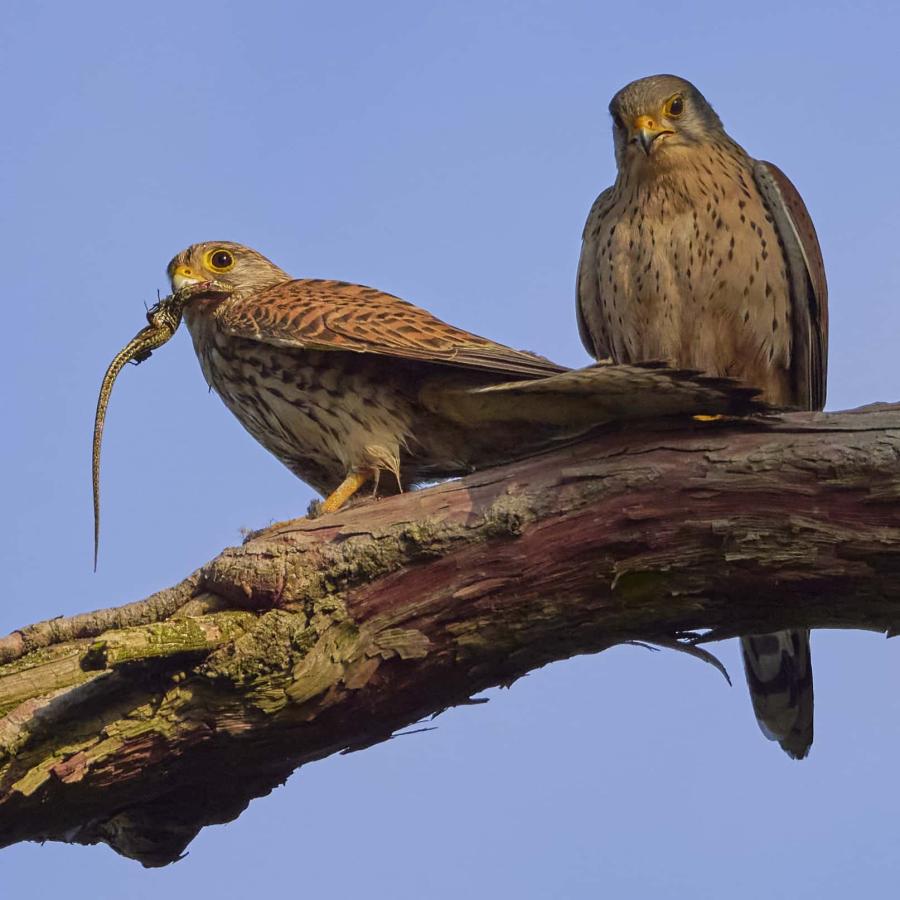 Kestrel (falco tinnunculus)