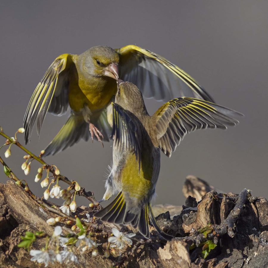Greenfinch (carduelis chloris)