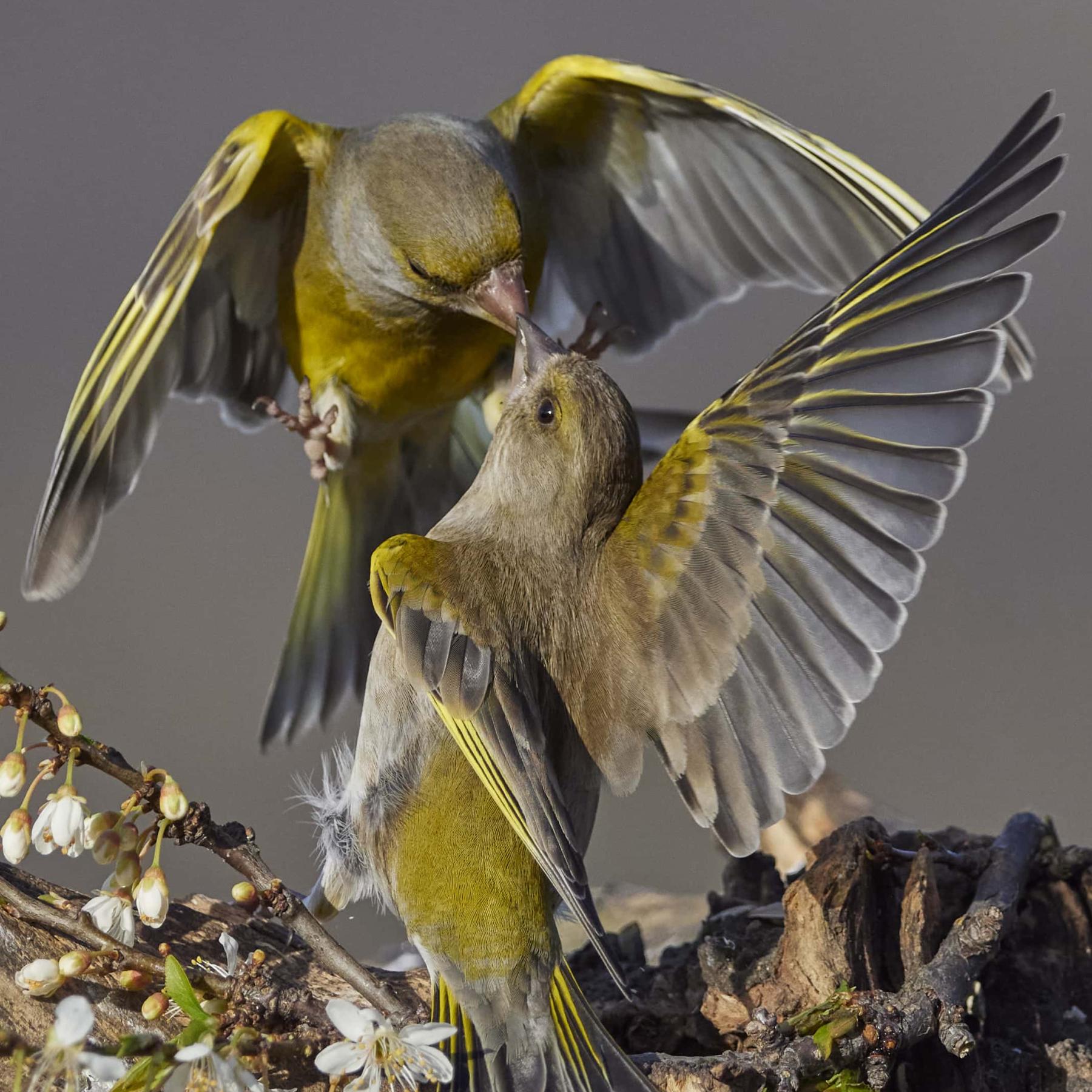 Greenfinch (carduelis chloris)