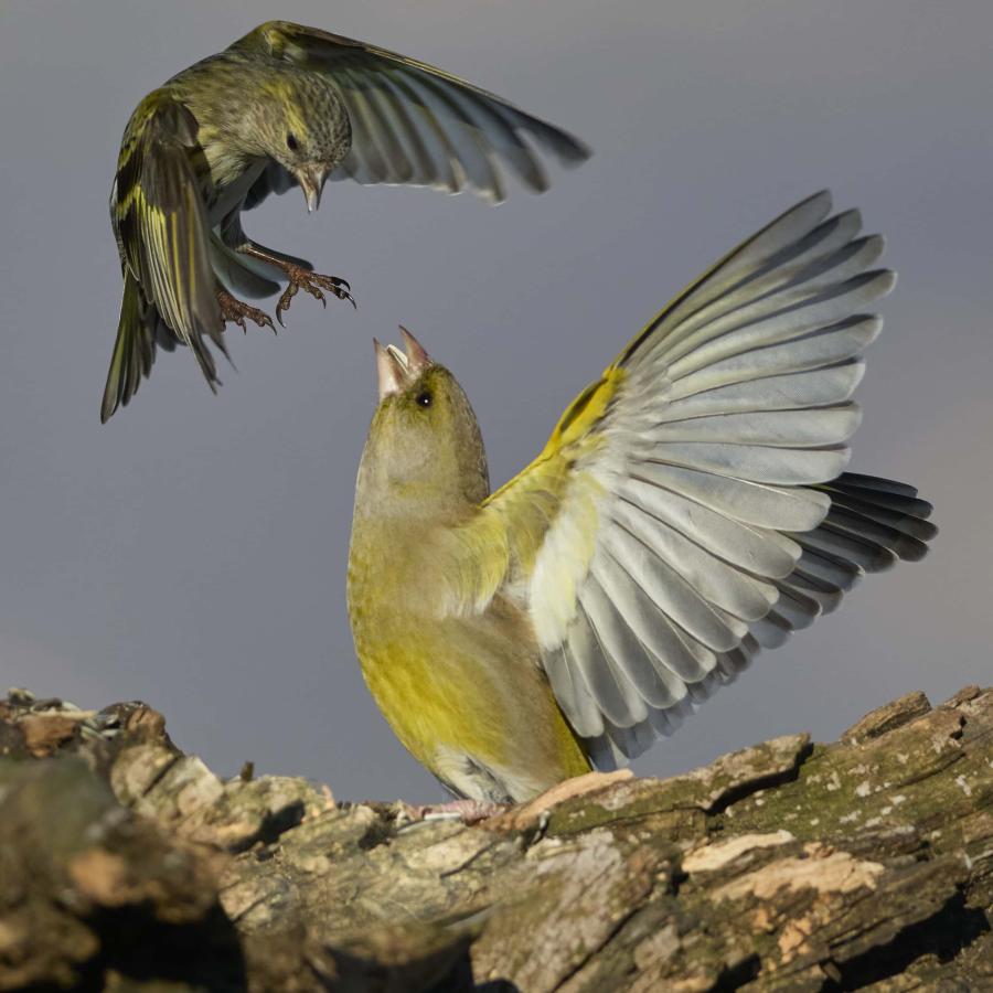 Greenfinch (carduelis chloris)