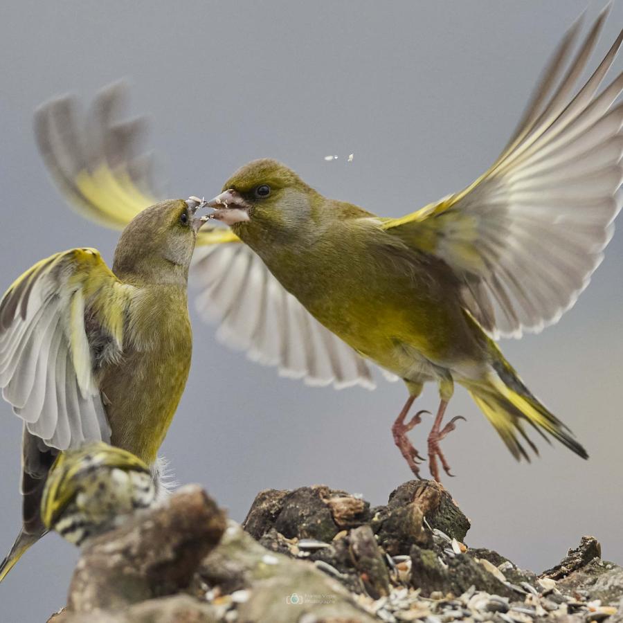 Greenfinch (carduelis chloris)