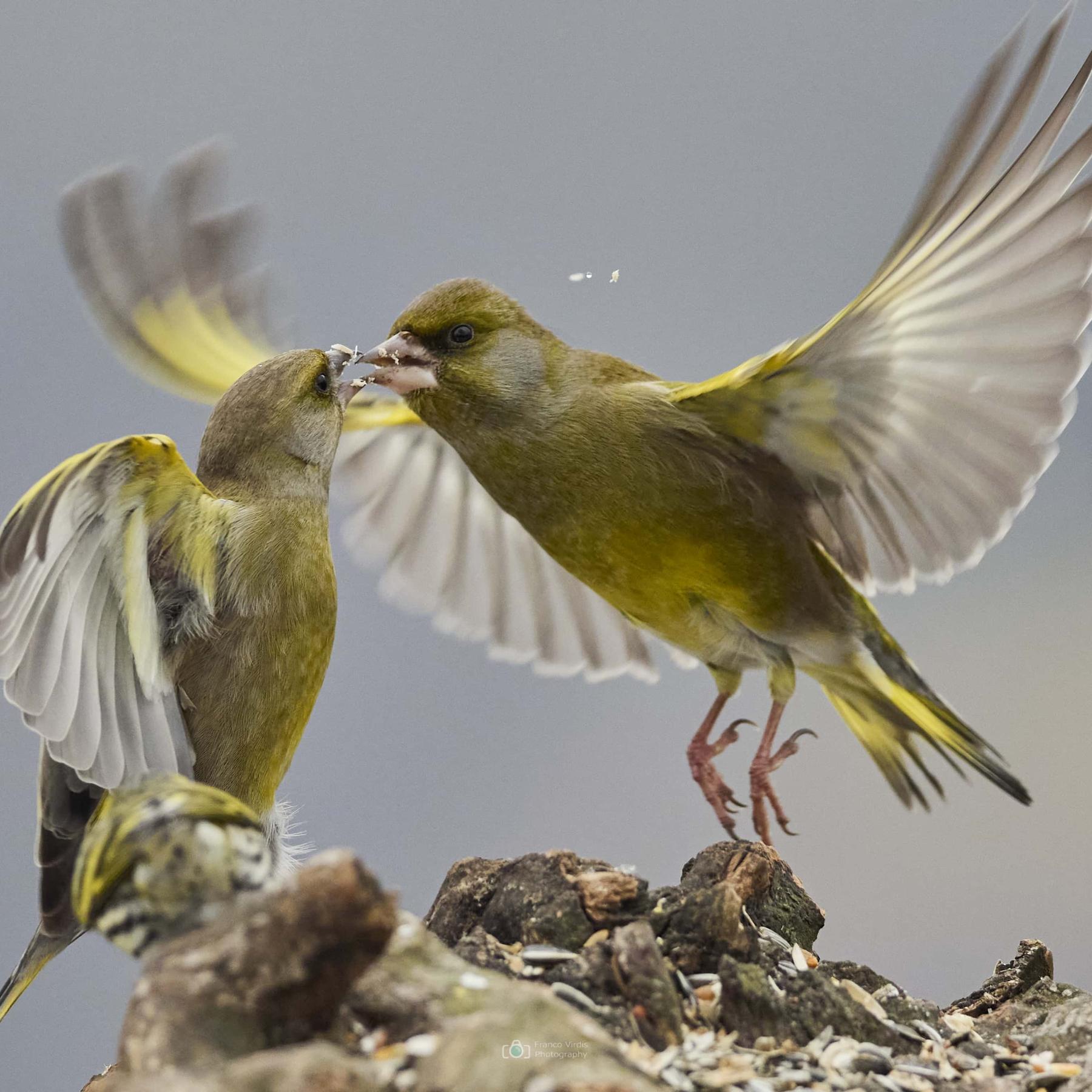 Greenfinch (carduelis chloris)