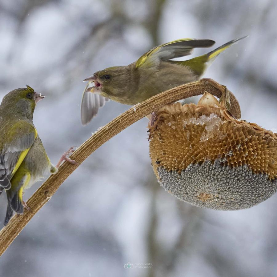 Greenfinch (carduelis chloris)