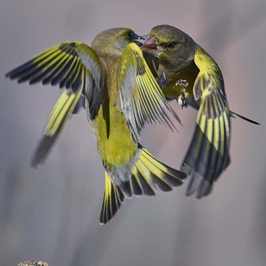 Greenfinch (carduelis chloris)