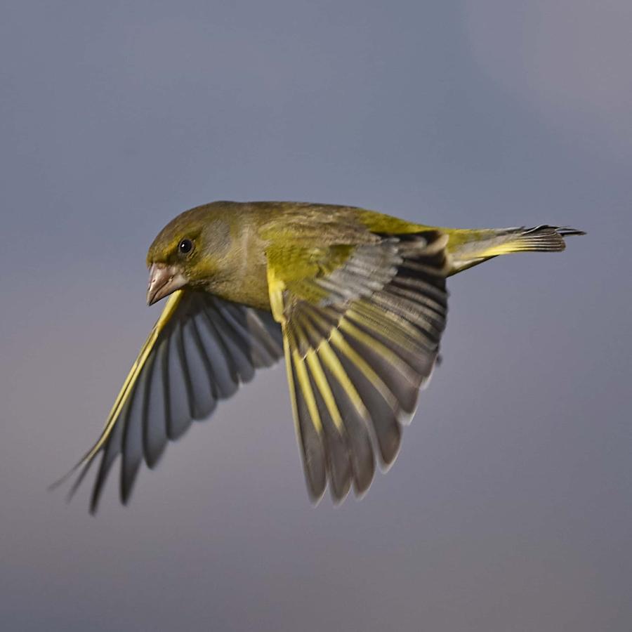 Greenfinch (carduelis chloris)